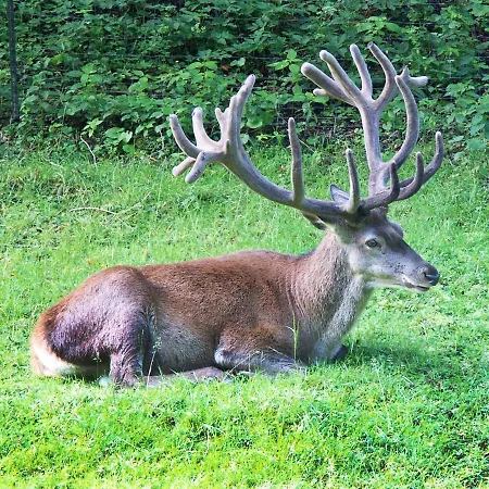 Hotel Waldhotel Ehrental Schmalkalden